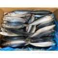 Exportar tamanho pequeno Pacific Mackerel IQF/BQF 200-300G
